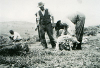 sheep shearing 1930s