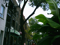 Little Italy, Montreal