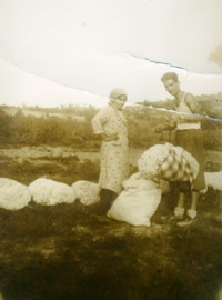 sheep shearing, Italy 1940s