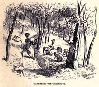 gathering chestnuts