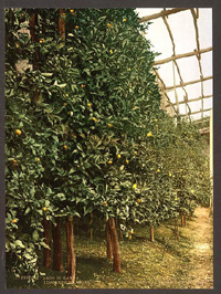lemon tree