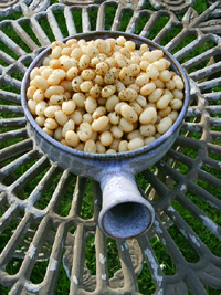 fagioli (beans)