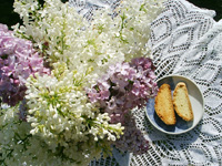 Anise biscotti