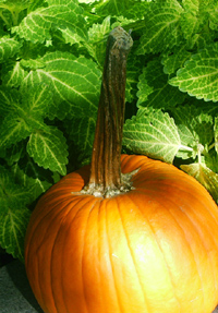 pumpkin