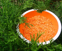 orange lentils